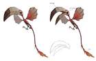 Colibri