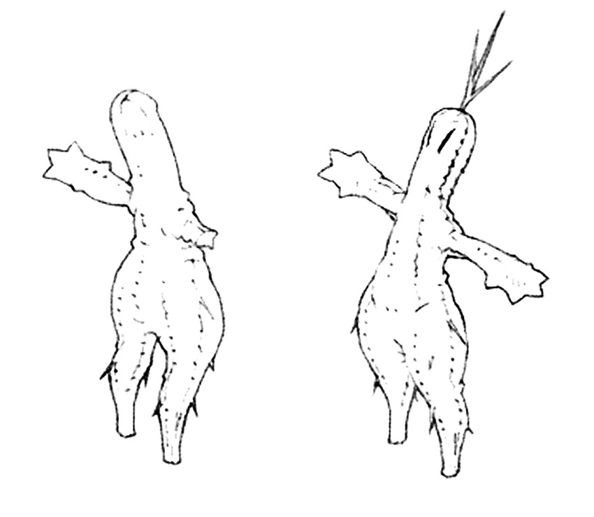 Sabotender Art from Final Fantasy XI