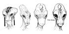 Salarian Face Sketches