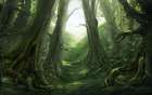 Woods Trail