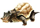 Star Turtle