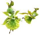 Sylph