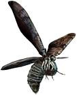 Giant Moth