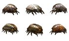 Bugballs