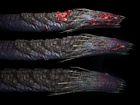 Leech