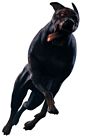 Zombie Dog