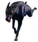 Zombie Dog