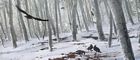 Crows in Birch Forest