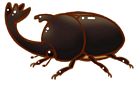 Beetle