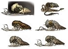 Squid Worms