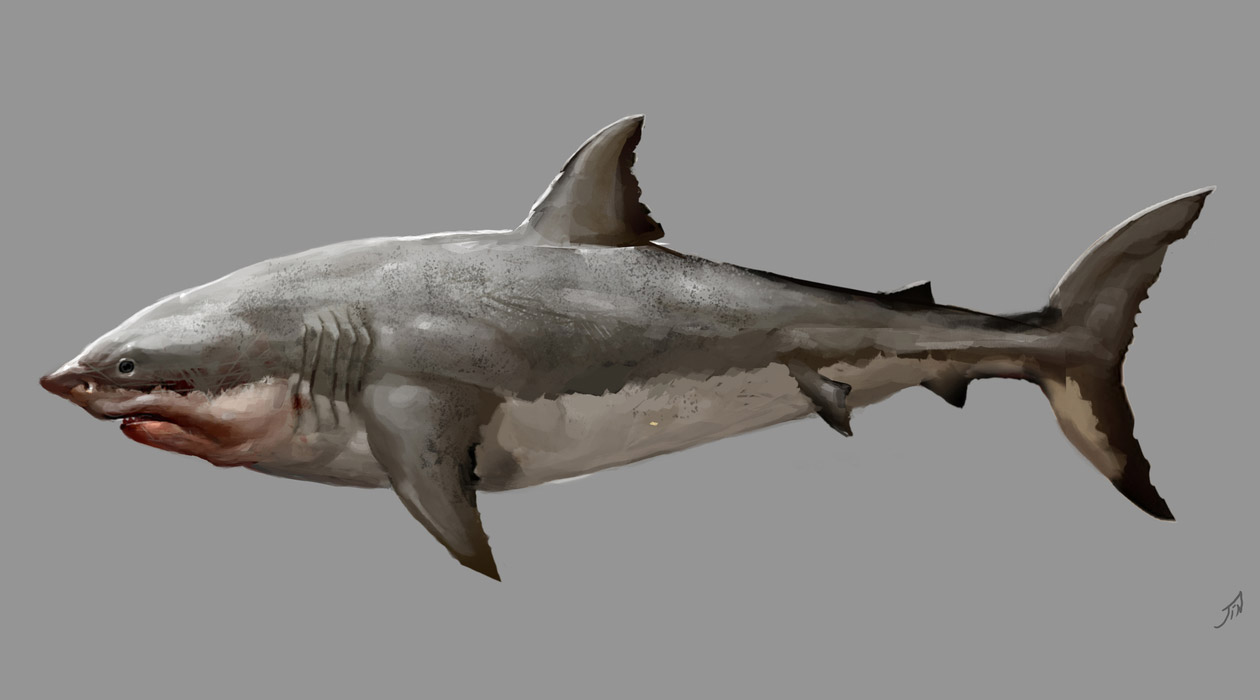 Great White Shark Art from Assassin's Creed IV: Black Flag