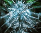 Ice Woman