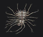 Sewer Centipede