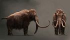 Woolly Mammoth