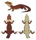 Hightail Lizard