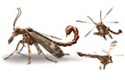 Stingwing