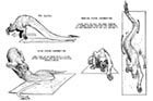 Tatzelwurm Movement