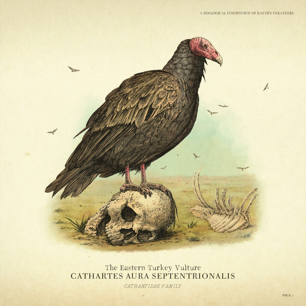 Eastern Turkey Vulture Concept Art from Red Dead Redemption 2