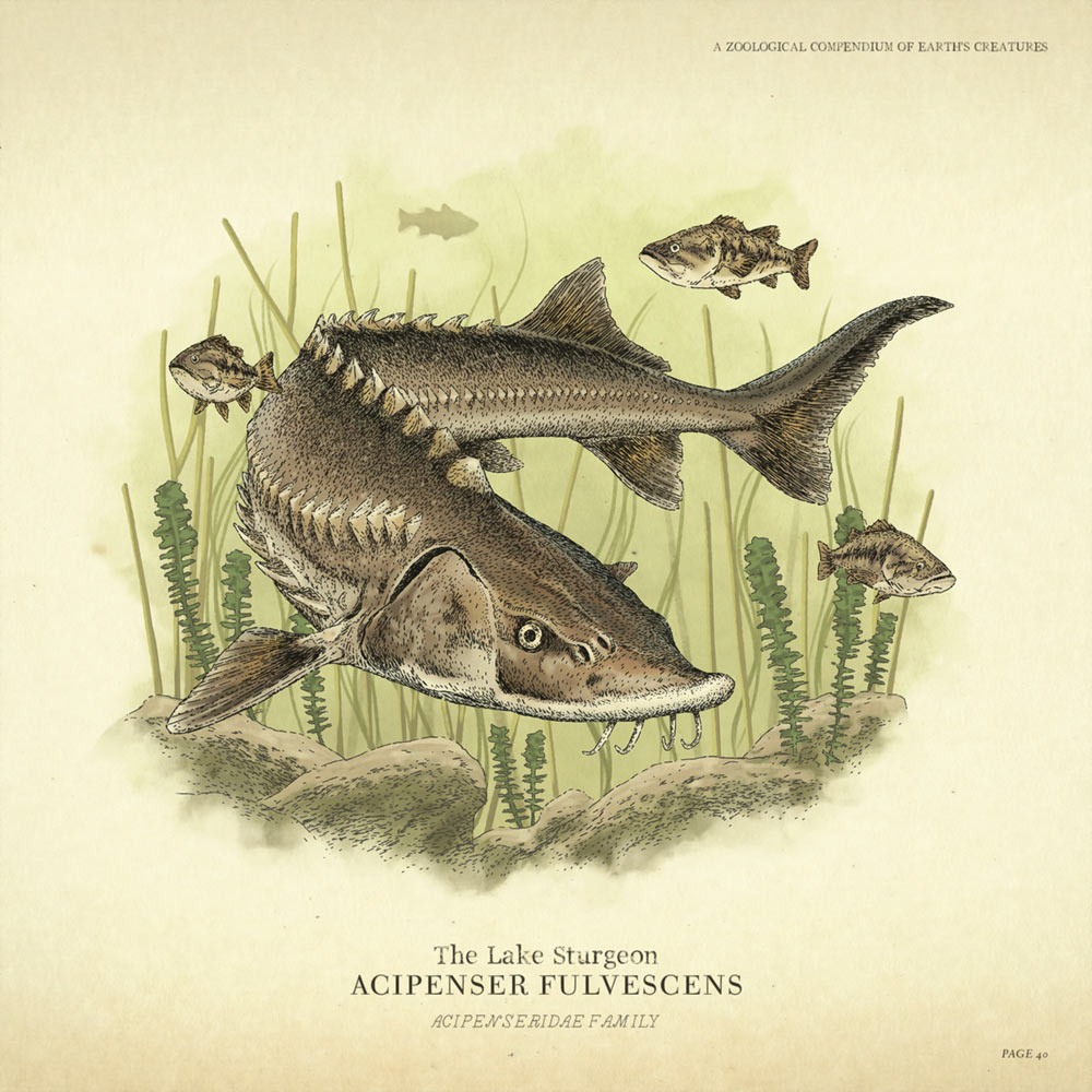 Lake Sturgeon Concept Art from Red Dead Redemption 2