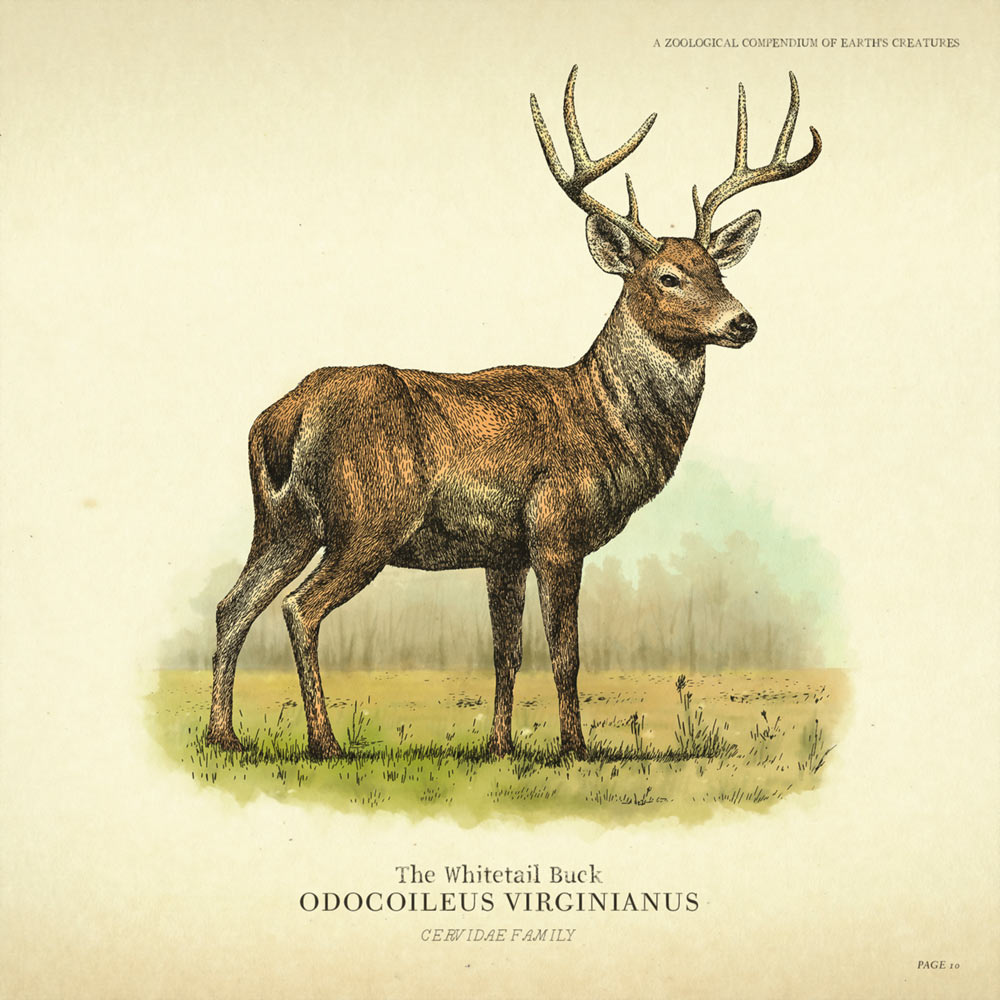 Whitetail Buck Concept Art from Red Dead Redemption 2