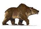 Brown Bear