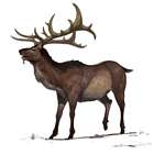 Giant Deer