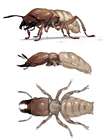 Termite