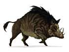 Wild Boar