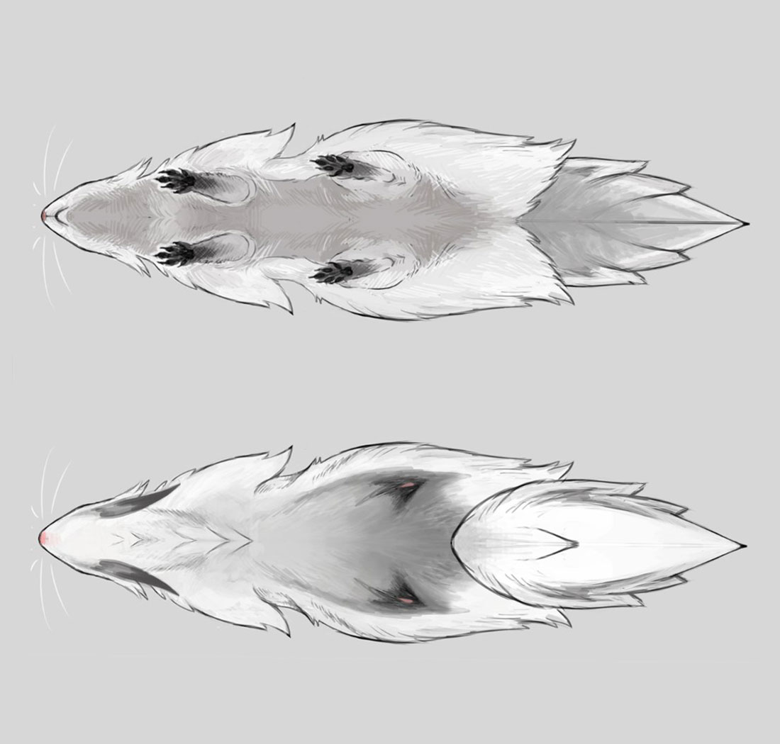 Stinkmink Belly and Back Art from Monster Hunter Rise