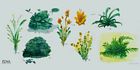 Vegetation