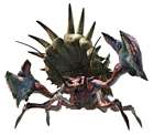 Daimyo Hermitaur