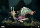 Coronet Snail