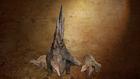 Ceratonoth