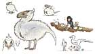 Seikret Baby Concept Art