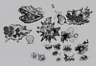 Clam Sketches