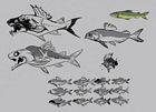 Salmon Sketches