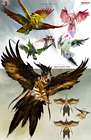 Jungle Birds