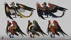 Koara Kuri Concepts